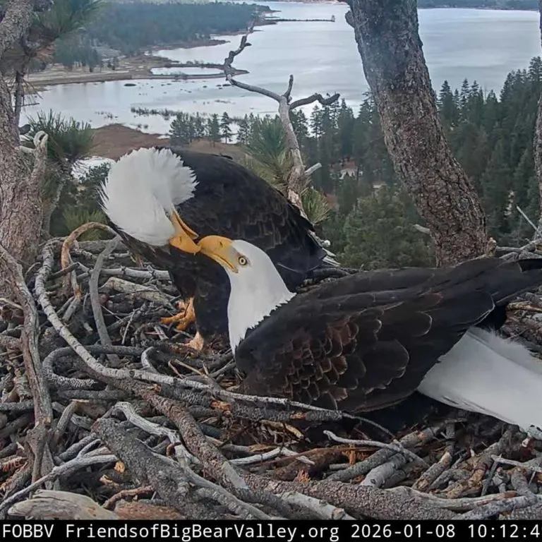 Two bald eagles in their nest overlooking a body of water and forested landscape.