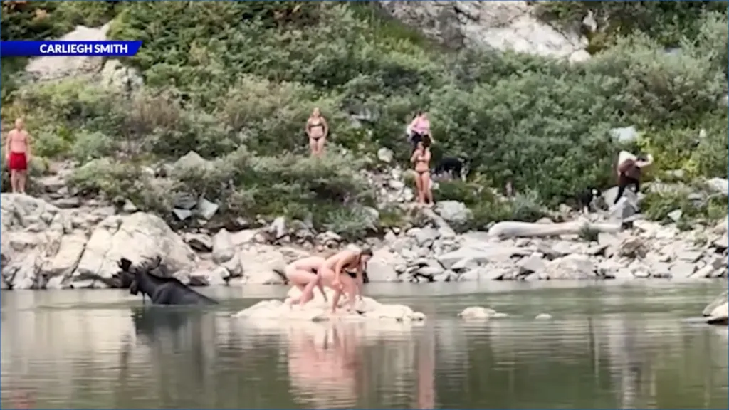 A giant moose was captured on wild video wading into a Colorado lake and coming within feet of shocked swimmers.