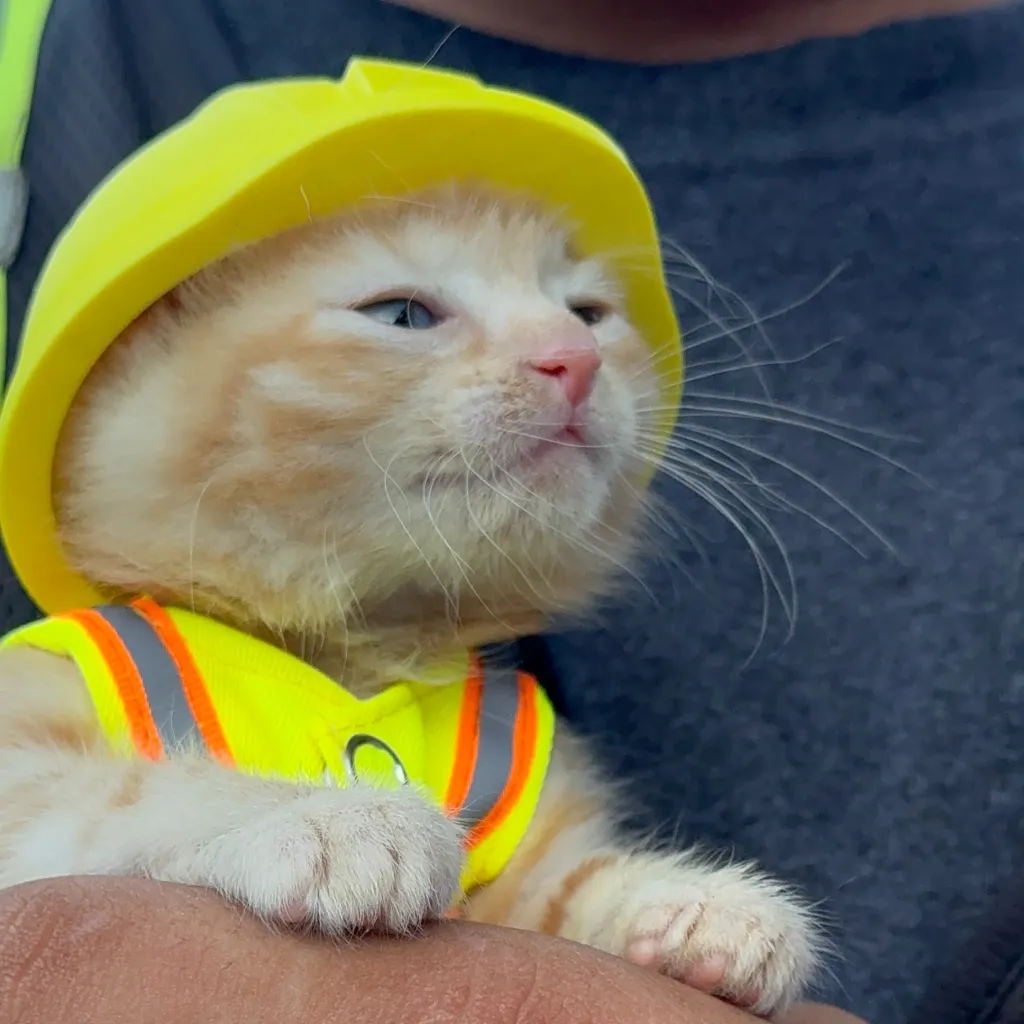 Ginger kitten wearing a yellow hard hat and a high-visibility vest.