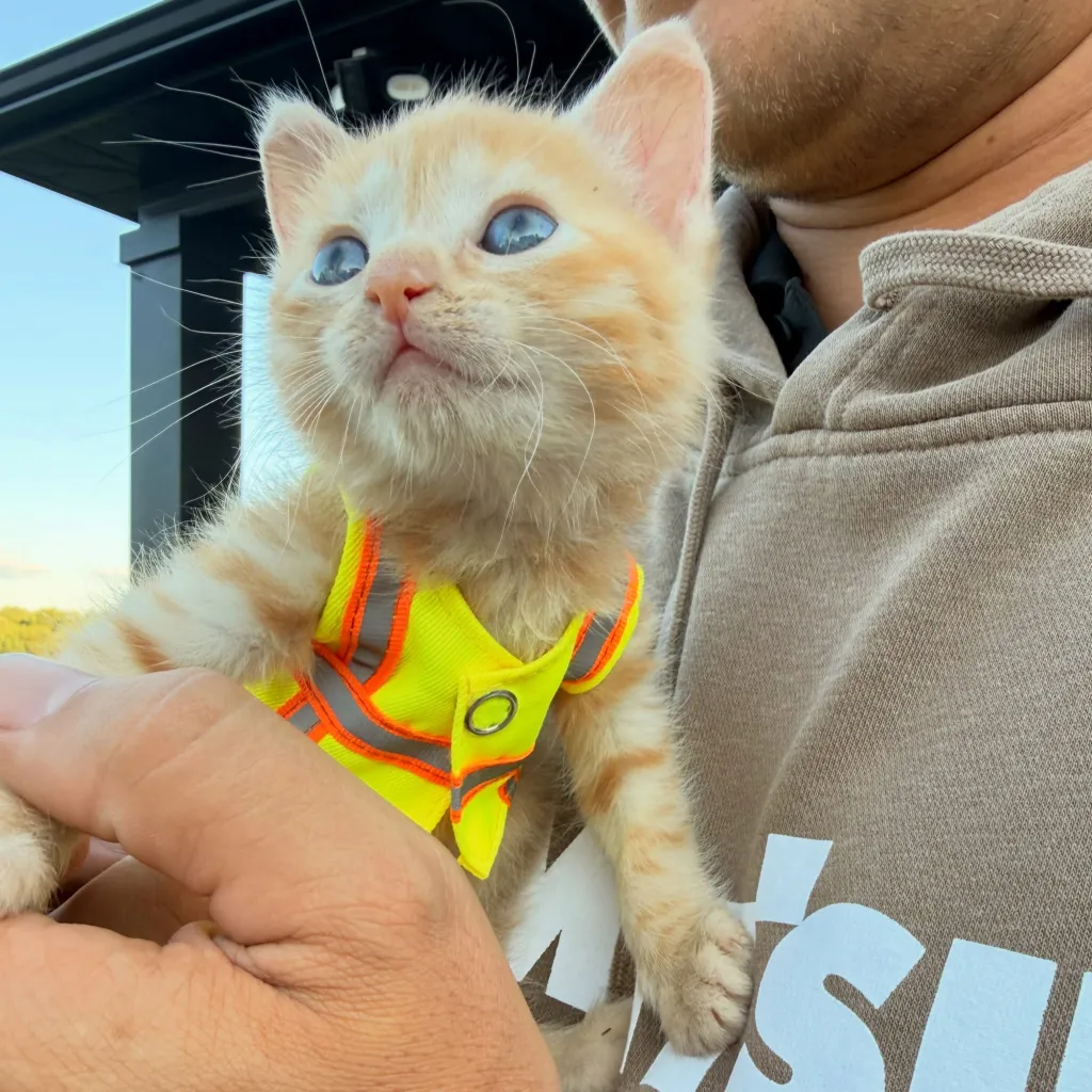 A small orange kitten with blue eyes and a neon yellow safety vest is held by a person.