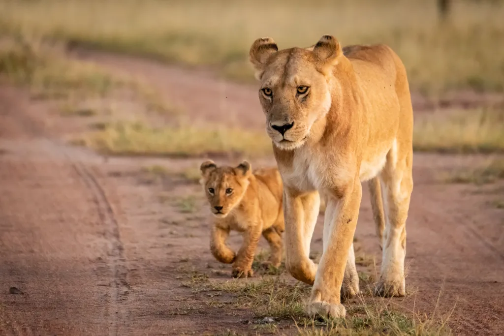 Lioness and cub walking along a sandy track.