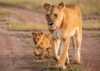 300-pound lioness and cub reportedly on the loose in central Indiana