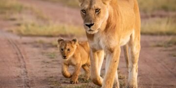 300-pound lioness and cub reportedly on the loose in central Indiana