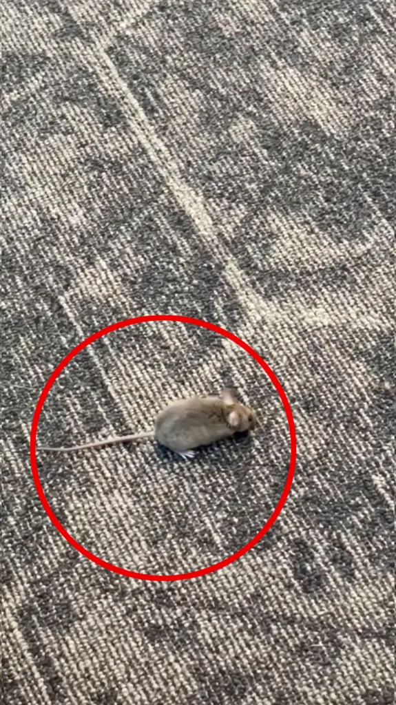 A mouse on a gray carpet, circled in red.