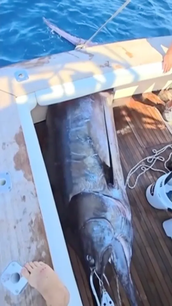 A large Atlantic blue marlin caught and hauled onto a fishing boat.
