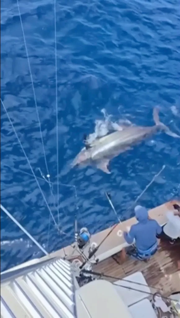 An Atlantic blue marlin caught off the side of a boat.