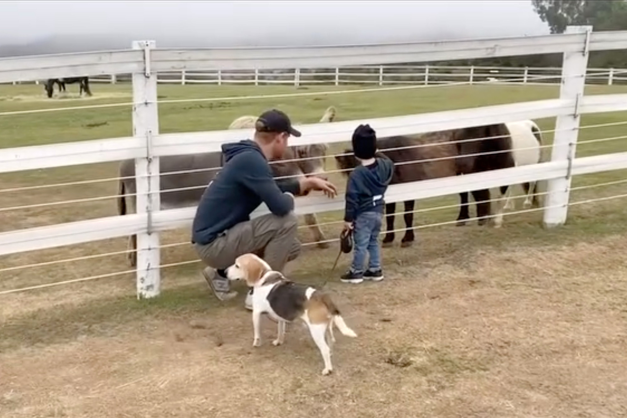 Meghan Markle's rescue beagle dog, Guy, with a man and child at a fence looking at donkeys.