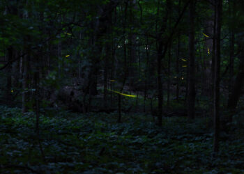 When the Fireflies Come Out to Play