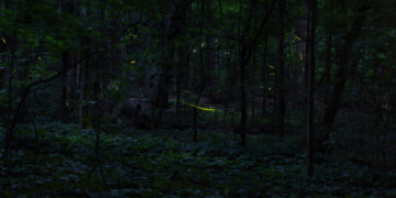 When the Fireflies Come Out to Play