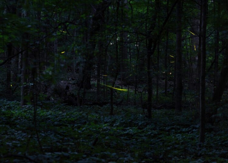 When the Fireflies Come Out to Play