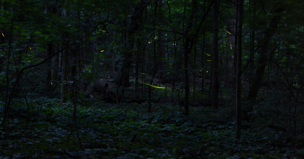 When the Fireflies Come Out to Play