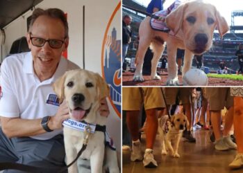 Meet the adorable and fluffy heir to Howie Rose’s legacy already taking over Citi Field