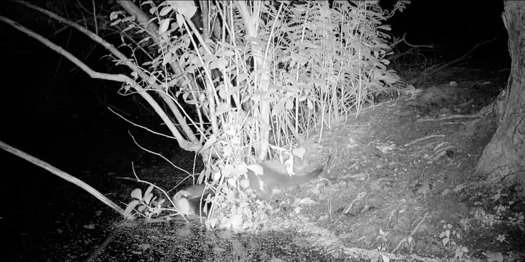 it marks the first sighting of the American mink on Long Island in 31 years.