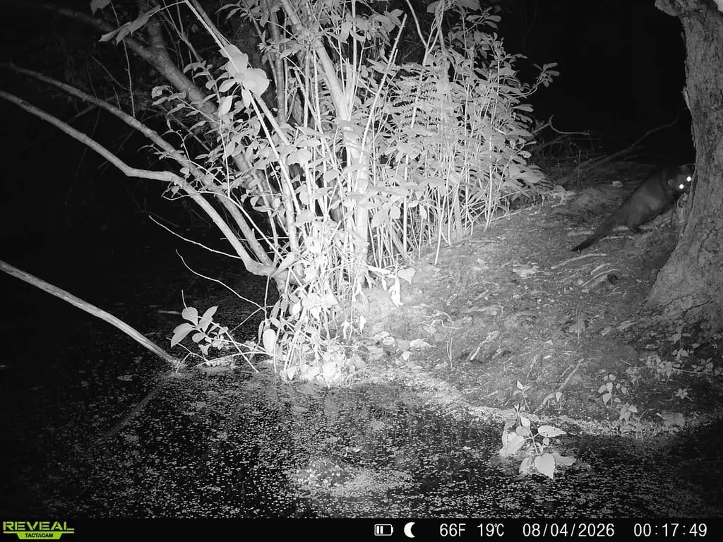 naturalist Peter Janow caught what he believed to be an American mink on a trail camera he set up in Northport near the North Shore just after midnight on Aug. 4