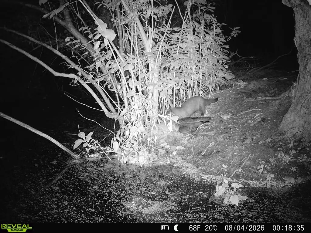 An American mink is seen on a trail camera in Northport, NY, earlier this month. 