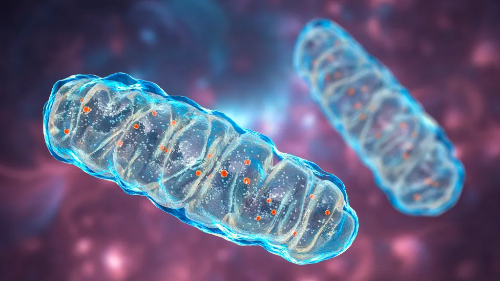 Illustration of two mitochondria, cellular organelles that produce energy.