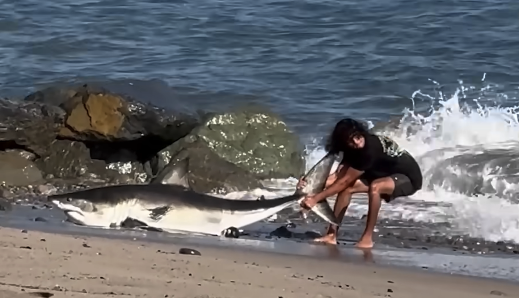 A man dragging a large shark by its tail into the ocean.