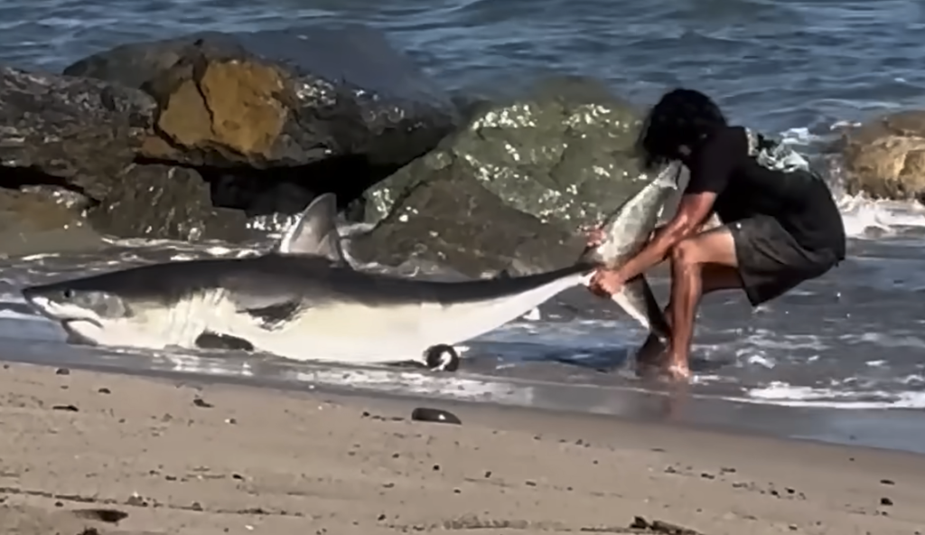 A fisherman drags a large shark by its tail into the ocean.