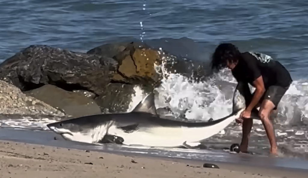 A man dragging a large shark by its tail from a beach back into the ocean.