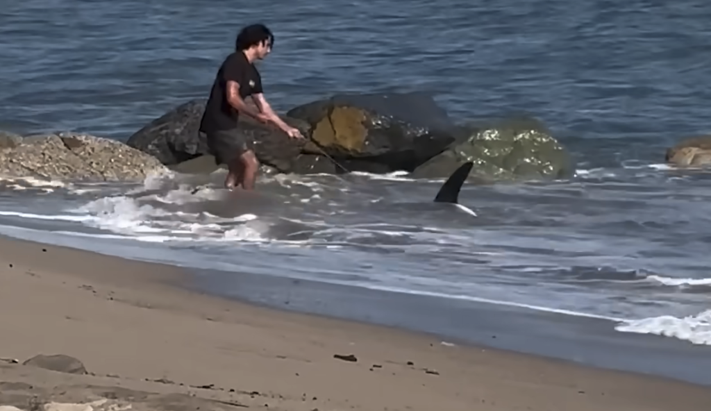 A fisherman dragging a shark by its tail back into the ocean on a beach.