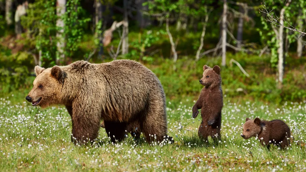Female brown bear and her two cubs in a field of white flowers.