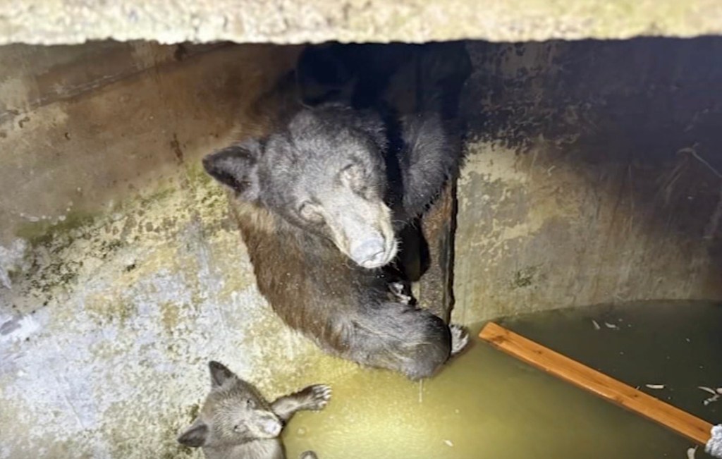 A mother bear and three cubs trapped in a concrete pit with water.