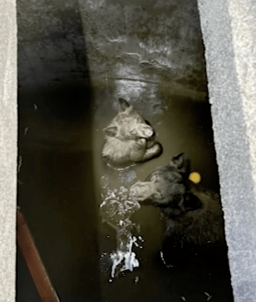 Mother bear and three cubs trapped in a pool of water.
