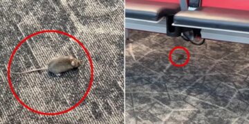 Mice captured racing around boarding gate at NYC’s LaGuardia Airport