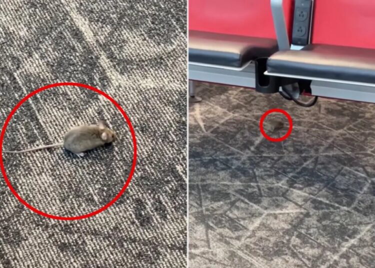 Mice captured racing around boarding gate at NYC’s LaGuardia Airport