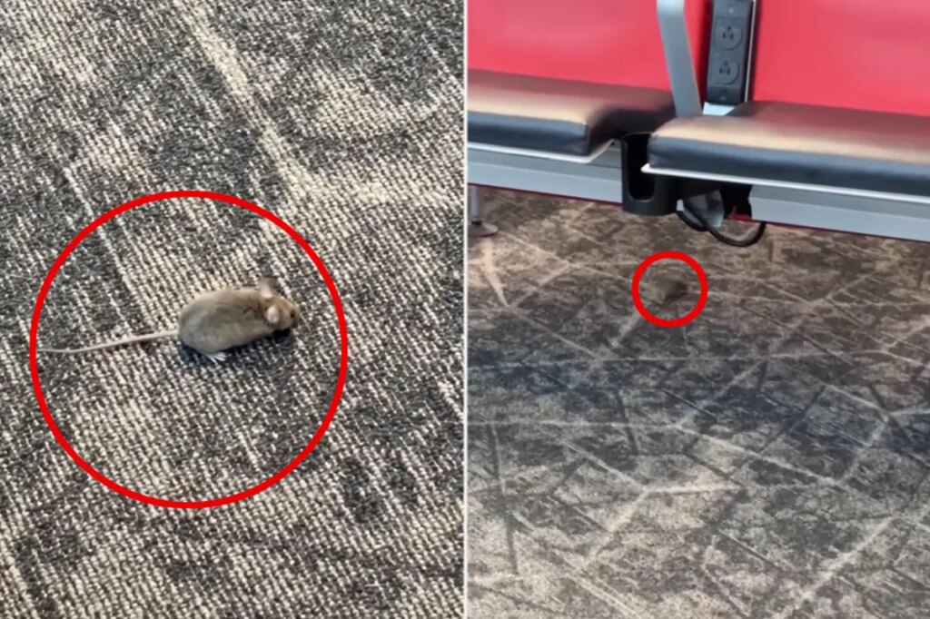 Mice captured racing around boarding gate at NYC’s LaGuardia Airport