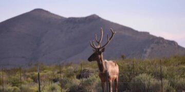 Trump admin caves on ‘insane’ bulldozing of Big Bend National Park