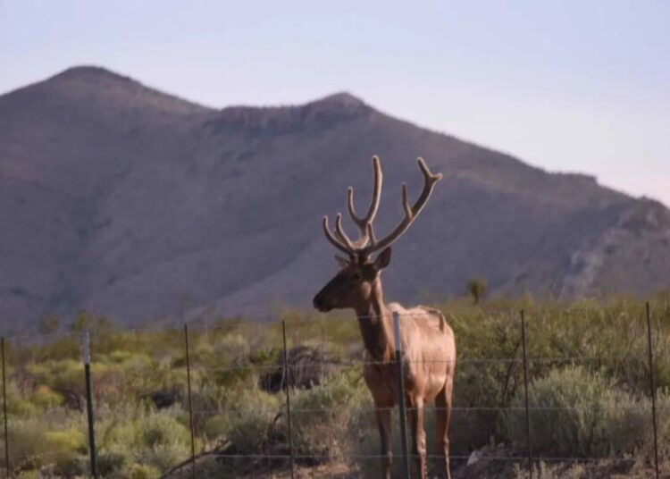 Trump admin caves on ‘insane’ bulldozing of Big Bend National Park