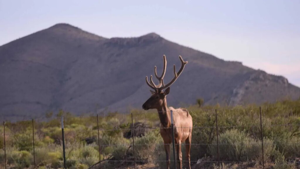Trump admin caves on ‘insane’ bulldozing of Big Bend National Park