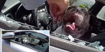 Dramatic moment cops save 5 dogs nearly cooked alive in hot car