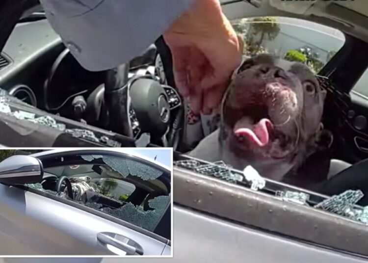 Dramatic moment cops save 5 dogs nearly cooked alive in hot car