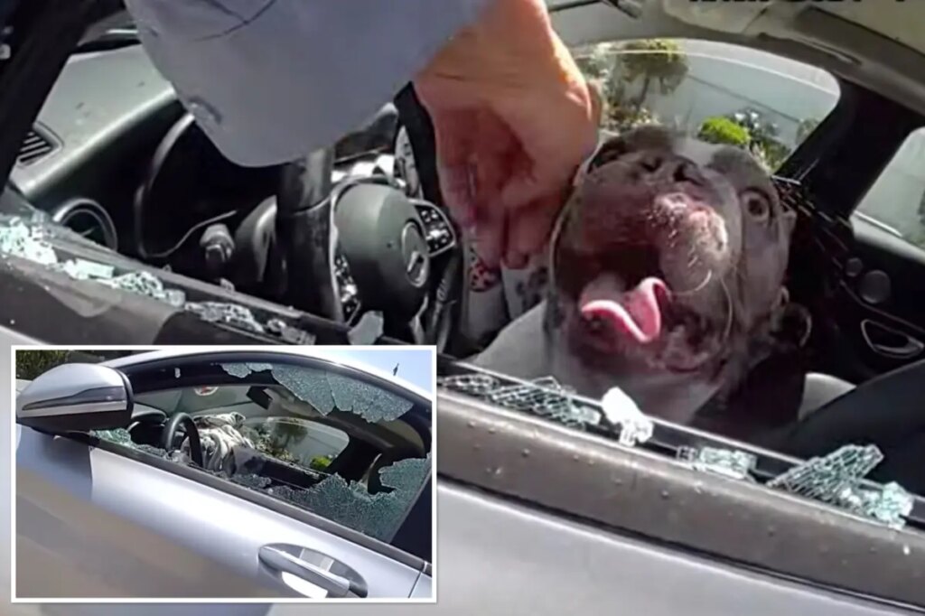 Dramatic moment cops save 5 dogs nearly cooked alive in hot car