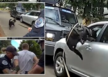Washington police K-9 leaps into action after suspected impaired driver refuses to surrender