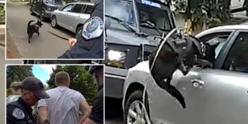 Washington police K-9 leaps into action after suspected impaired driver refuses to surrender