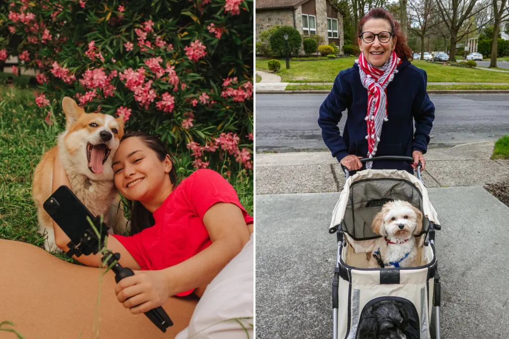 An image collage containing 2 images, Image 1 shows A young girl in a red shirt with her Corgi, both smiling at the camera, recording a video for social media, Image 2 shows A smiling woman pushing two dogs in a stroller