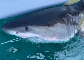 Great white shark Percy pings 14 miles from Long Island coast