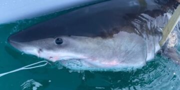 Great white shark Percy pings 14 miles from Long Island coast