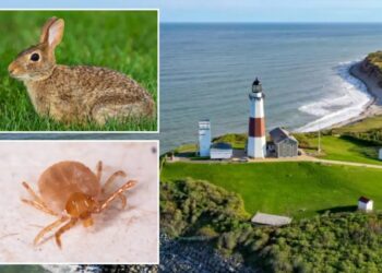 Fourth case of rare, highly infectious ‘rabbit fever’ confirmed on Long Island