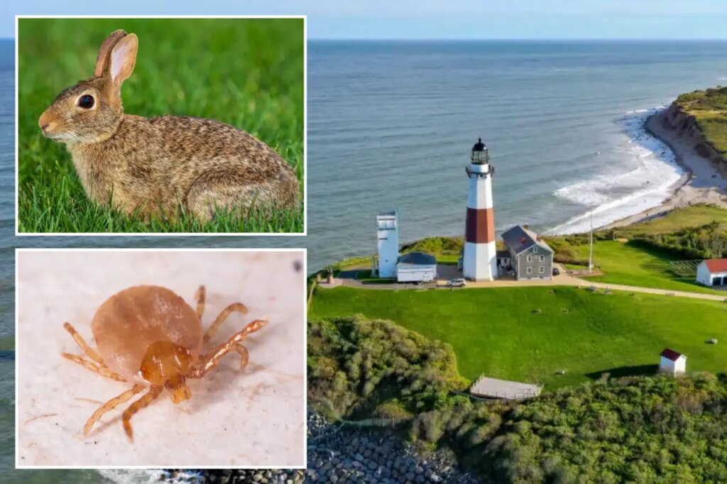 Fourth case of rare, highly infectious ‘rabbit fever’ confirmed on Long Island