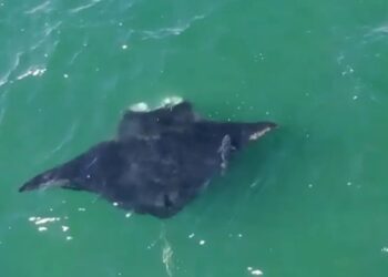 Oceanic manta ray spotted off Long Island coast in rare New York sighting