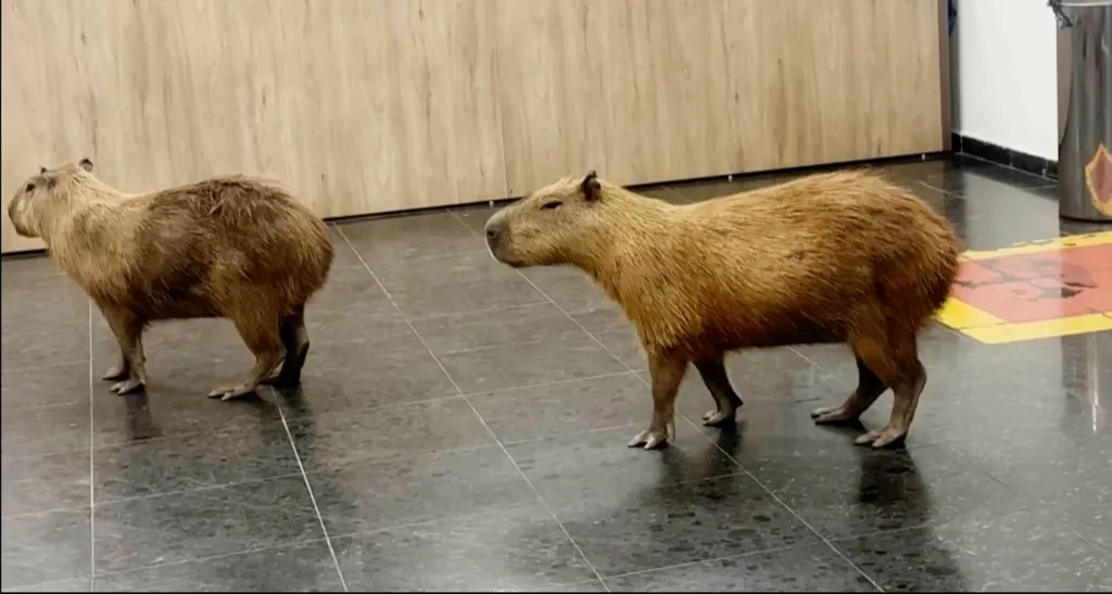 Two capybaras walk on a tiled floor in a Brazilian state legislature.