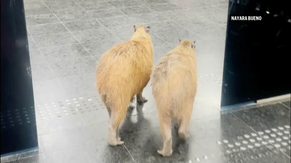 Two capybaras walk on a tiled floor.
