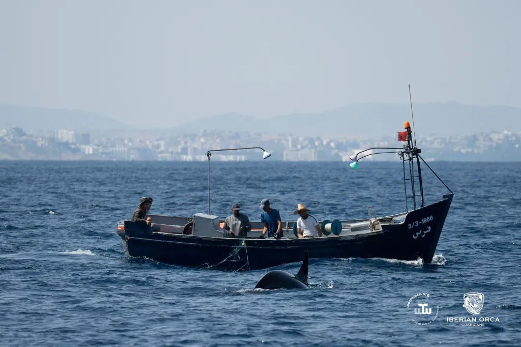 A boat with four fishermen and an orca swimming nearby in the sea.