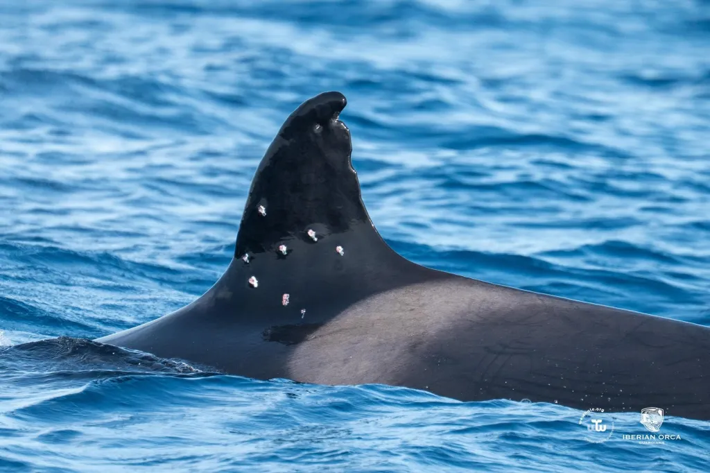 Dorsal fin of an orca whale with fresh wounds on its surface, indicating potential shotgun injuries.