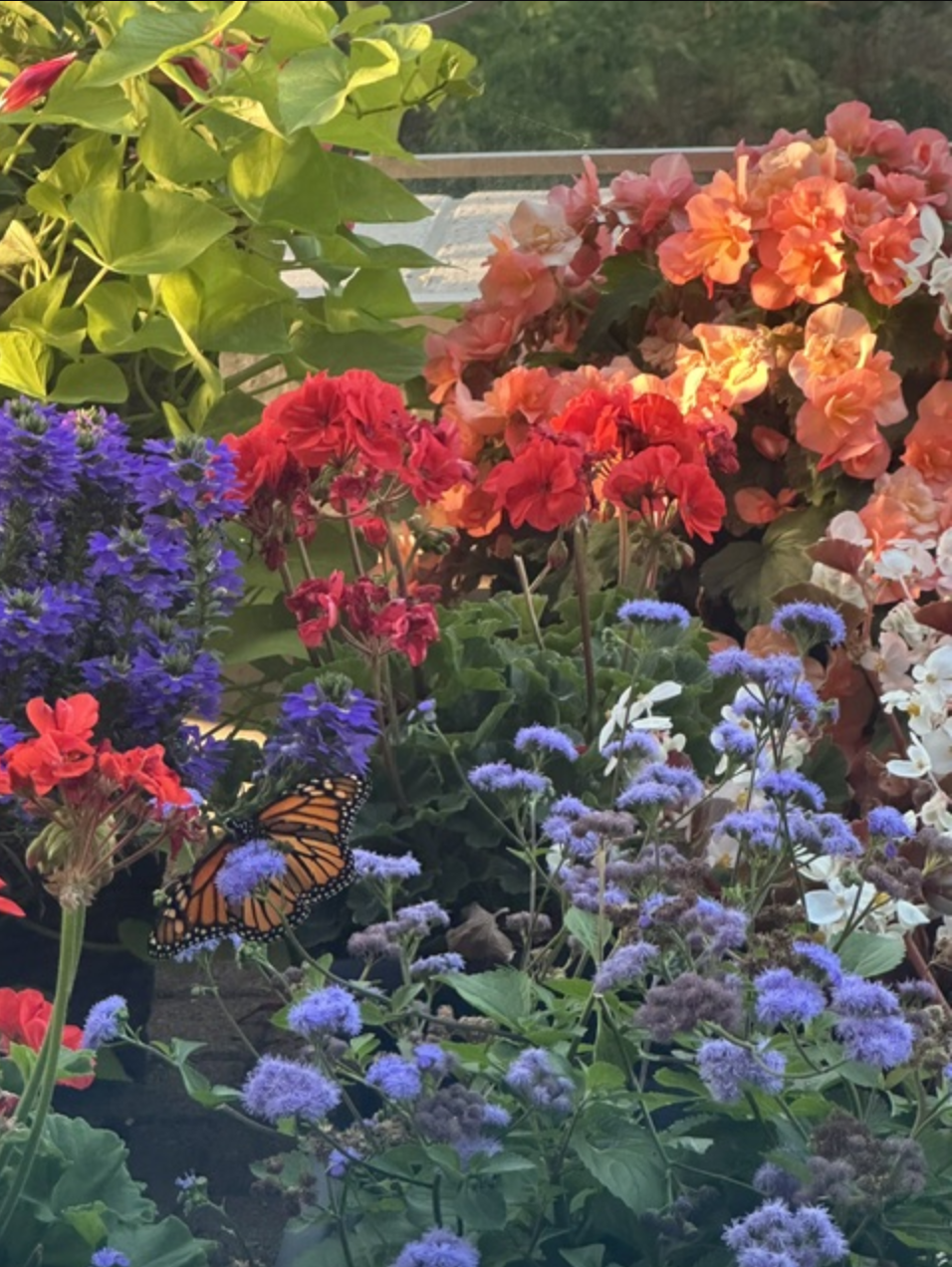 A butterfly in a flower garden