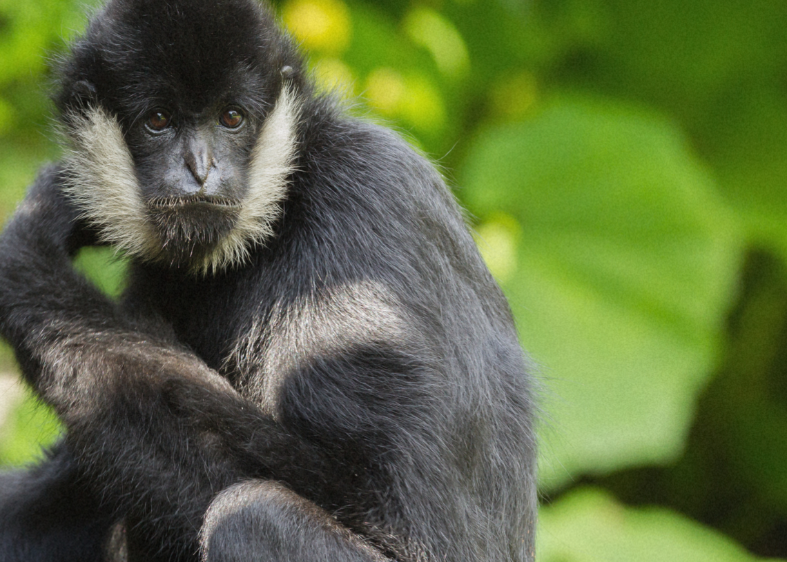 Humans Aren’t the Only Animals That Keep Pets, New Study Finds